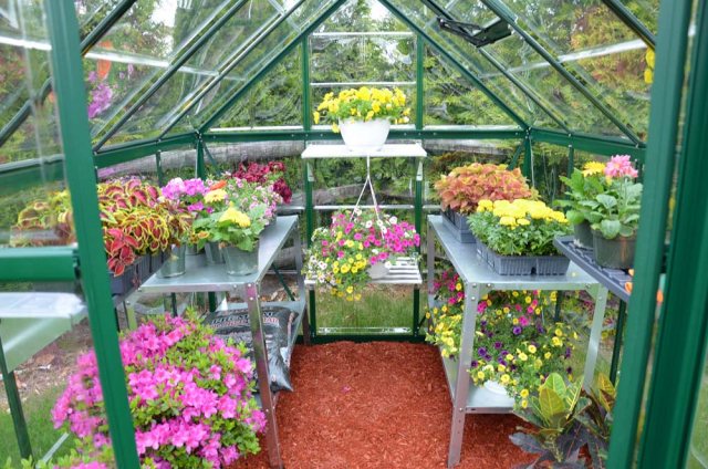 6 x 8 Palram Harmony Greenhouse in Green - interior